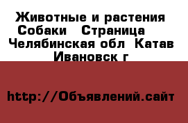 Животные и растения Собаки - Страница 3 . Челябинская обл.,Катав-Ивановск г.